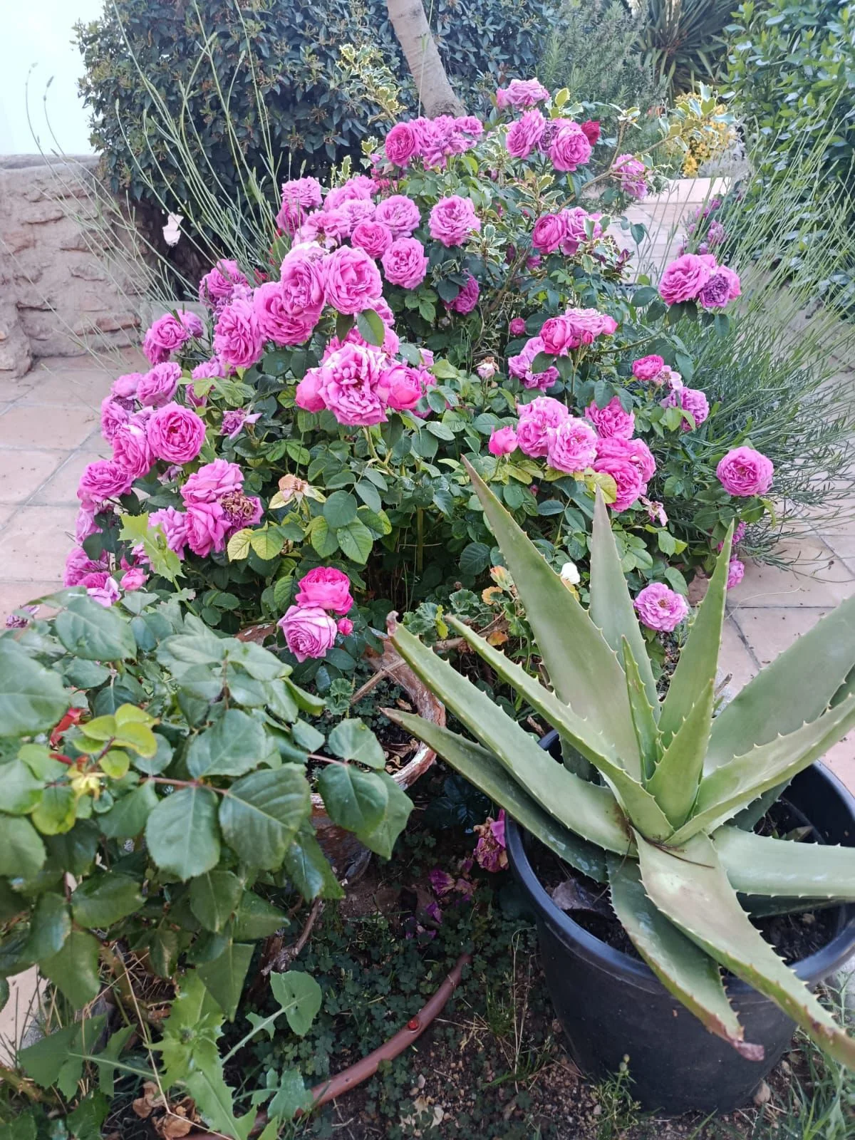Flores del jardín