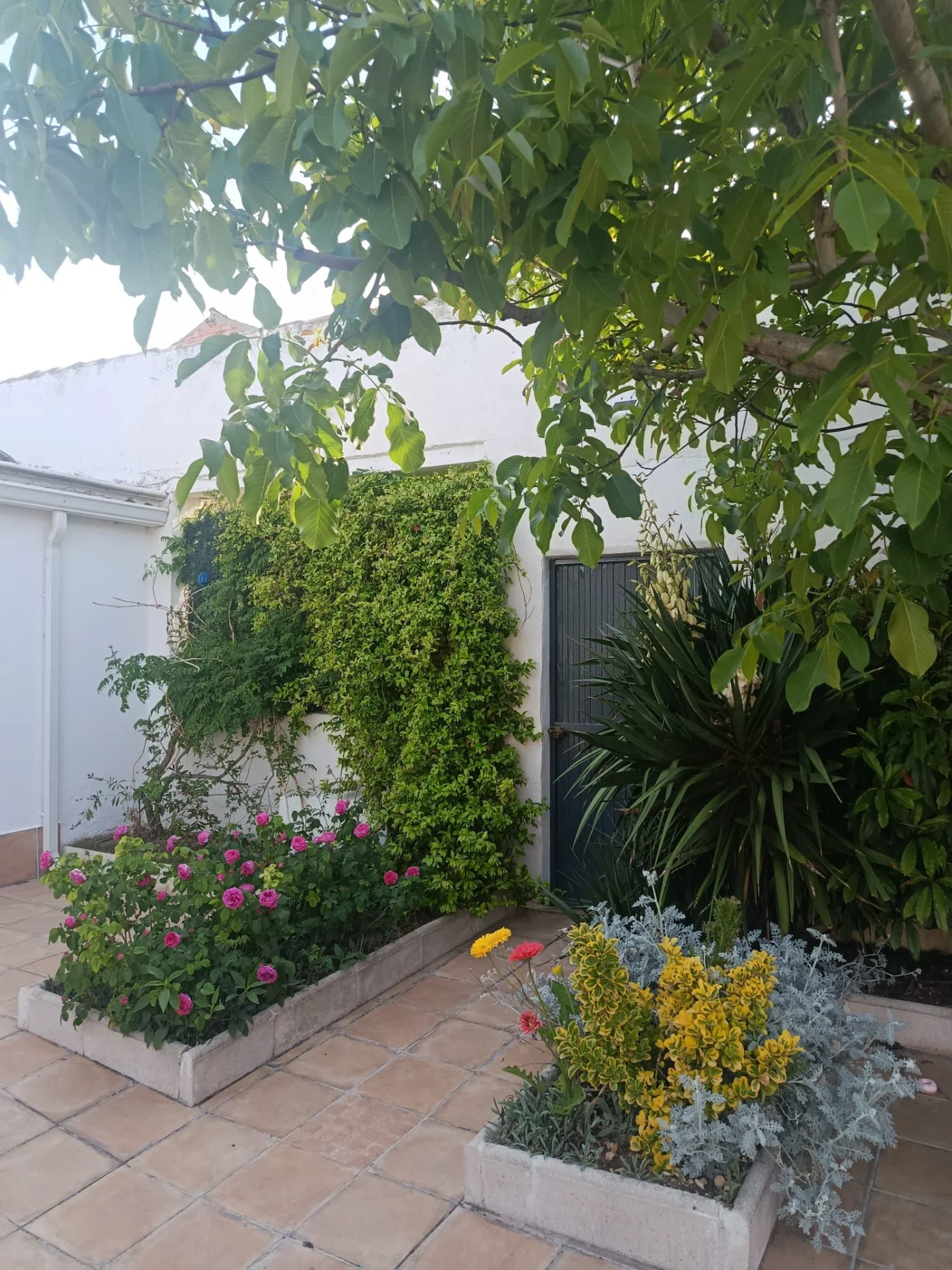 El patio con parra