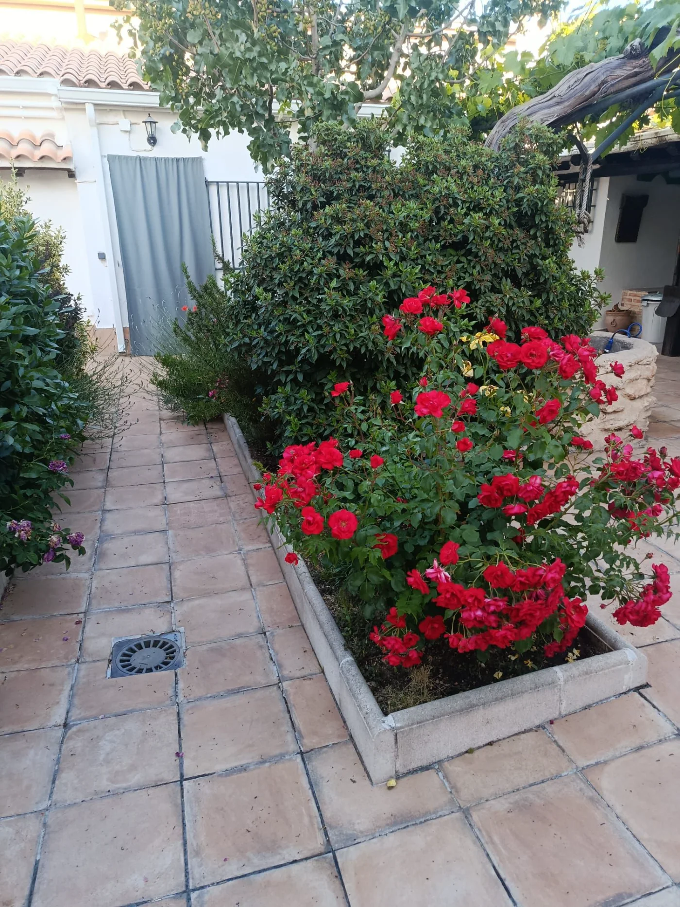 Los rosales del jardín